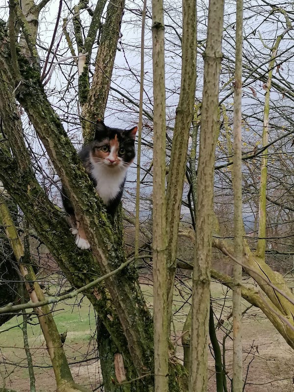 Katze Willow in 37276 Grebendorf vermisst